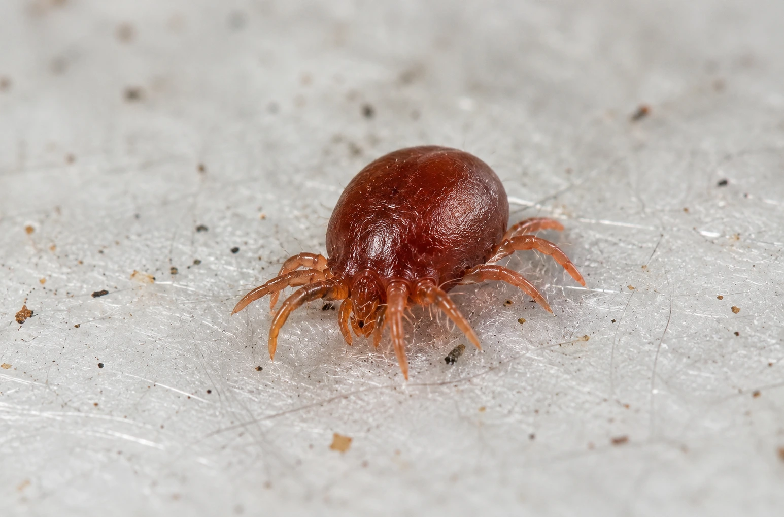 Acarien des oiseaux (pou rouge)