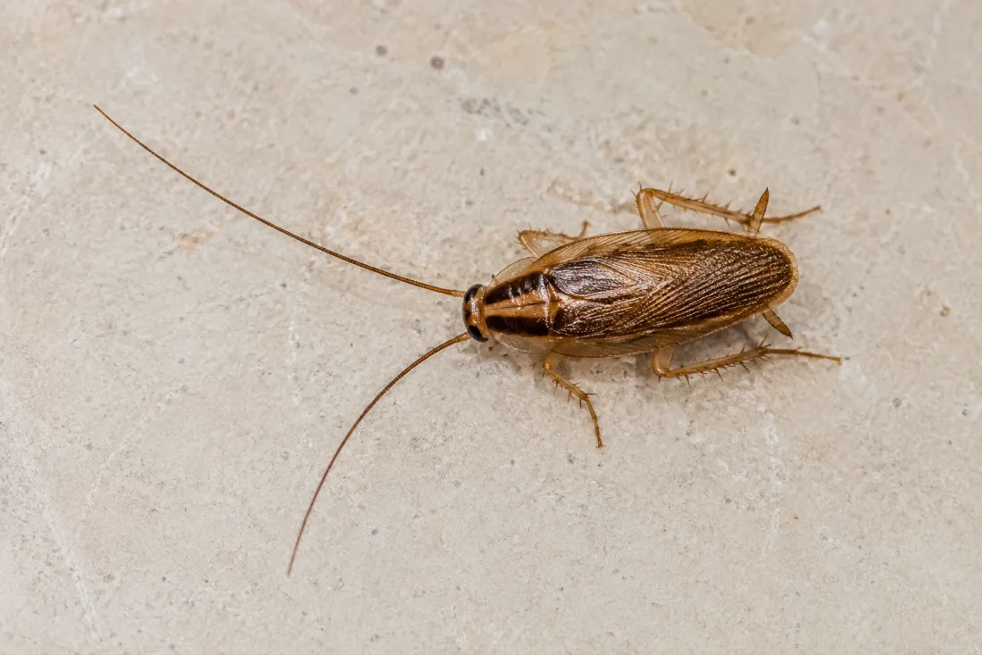 Blatte germanique