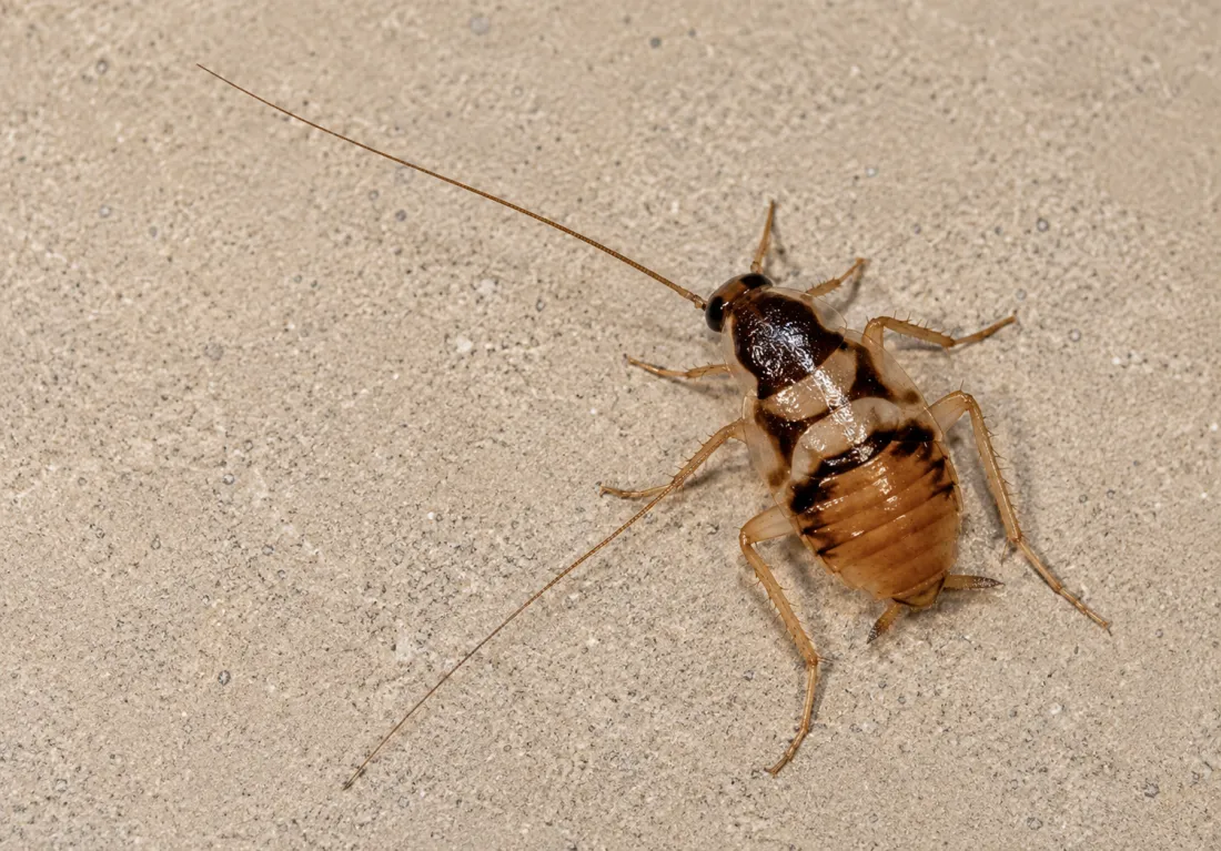 Blatte rayée