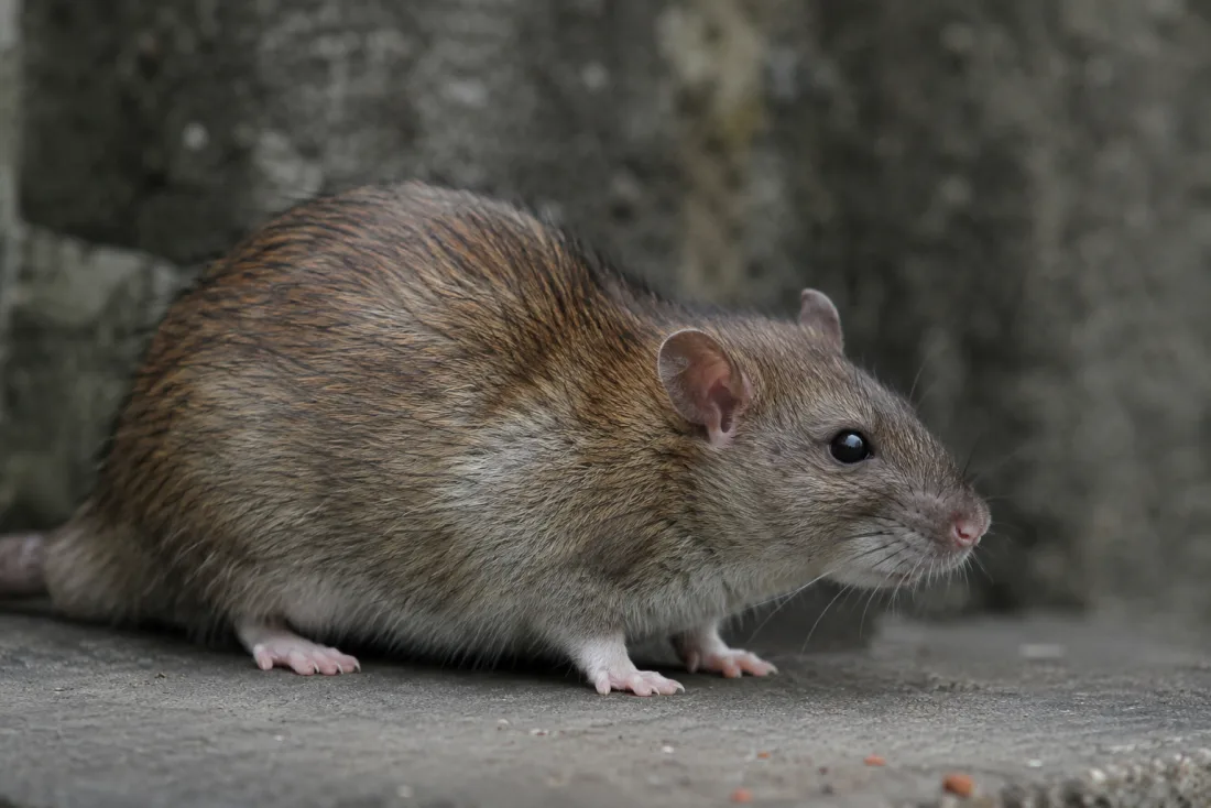 Surmulot (rat brun)